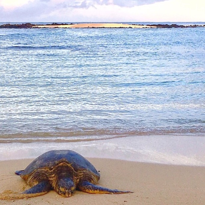 Turtle at Sunrise at Poipu Beach Kauai Turtle at Sunrise at Poipu Beach Kauai